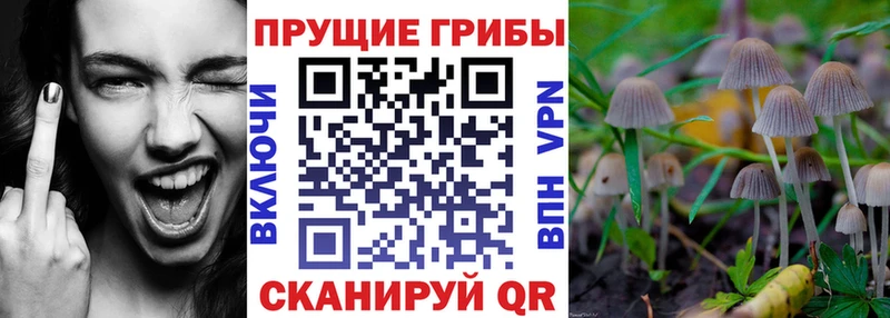 ссылка на мегу рабочий сайт  Мурино  Галлюциногенные грибы Psilocybe 