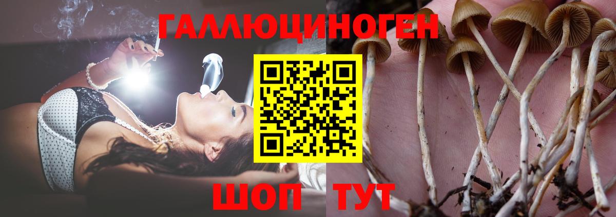 Псилоцибиновые грибы ЛСД  Вход с VPN  Псилоцибиновые грибы Cubensis  Мурино 